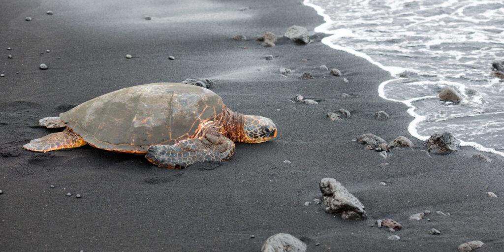 sea turtles in maui