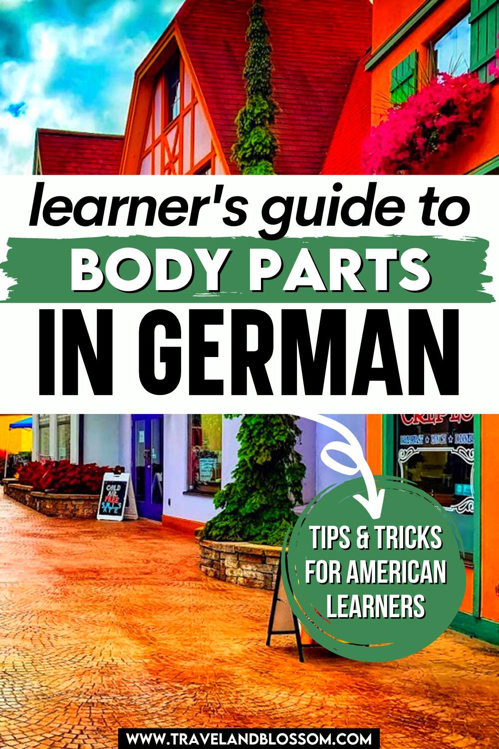 A Step-by-Step Guide to the Body Parts in German